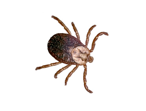 Tick
