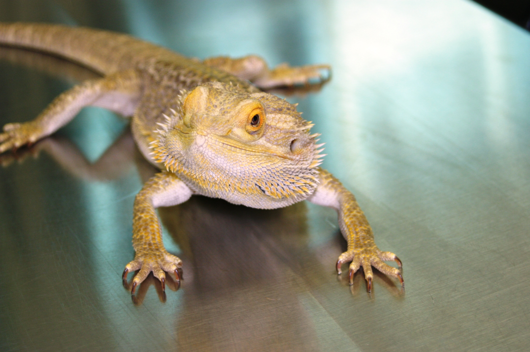 Bearded Dragon