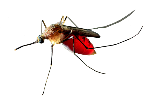 mosquito