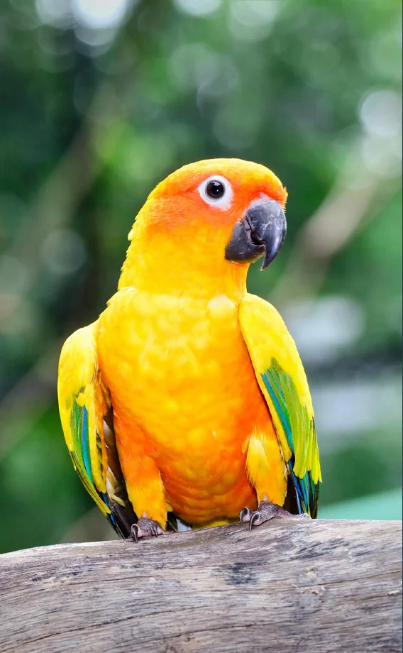 Exotic Bird