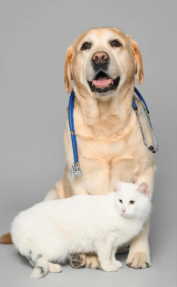 Cat and Dog