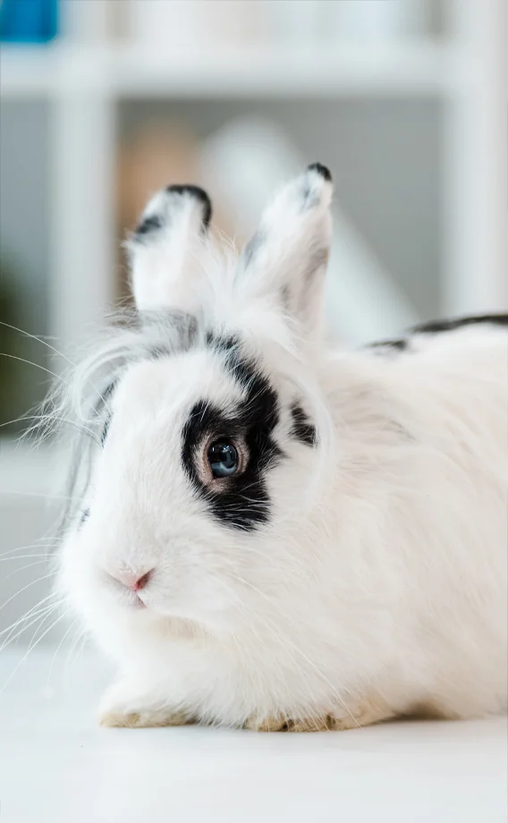 Rabbit