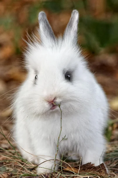 White Rabbit Eating Grass