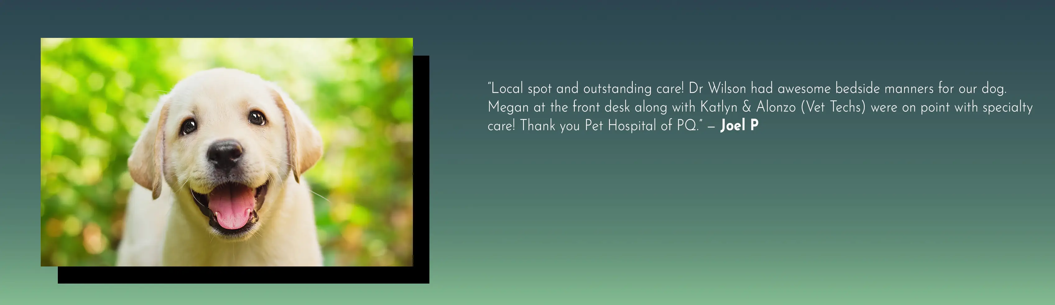 Dog Testimonial