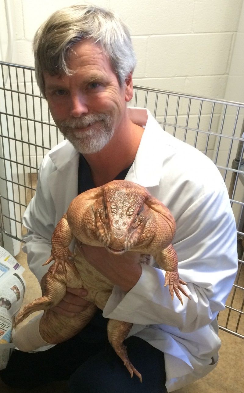 Dr. Boyer, DVM, DABVP, Reptile & Amphibian