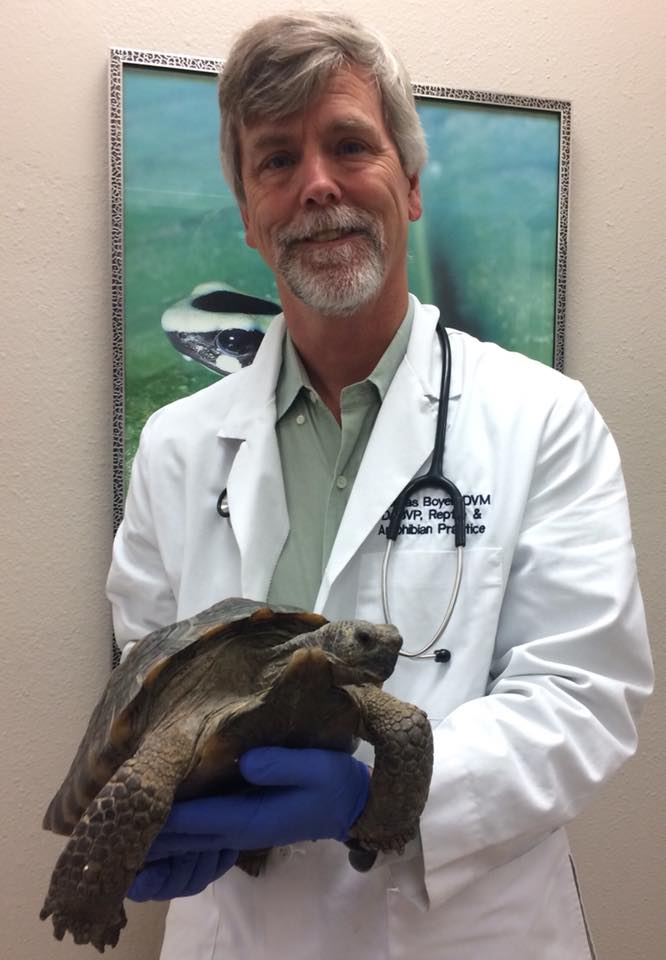 Dr. Thomas H. Boyer holding a tortoise during an exam