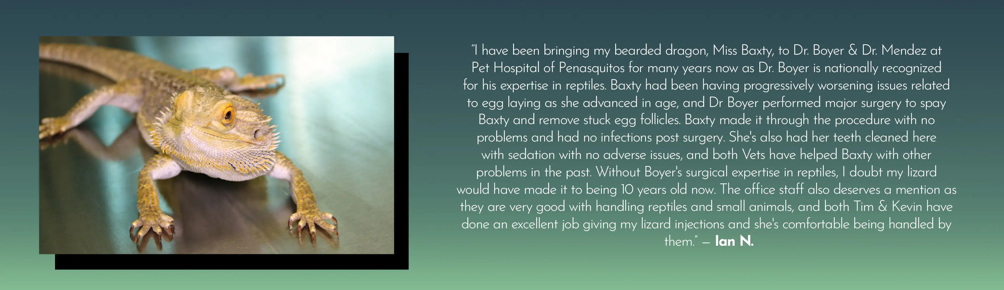 Lizard Testimonial