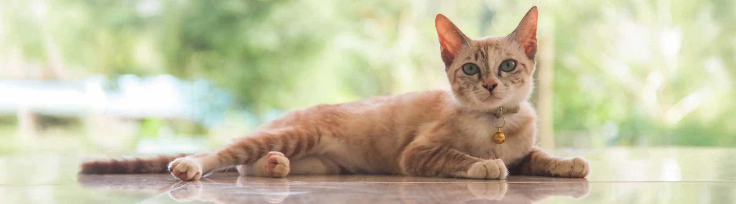 Cat Outdoor Banner