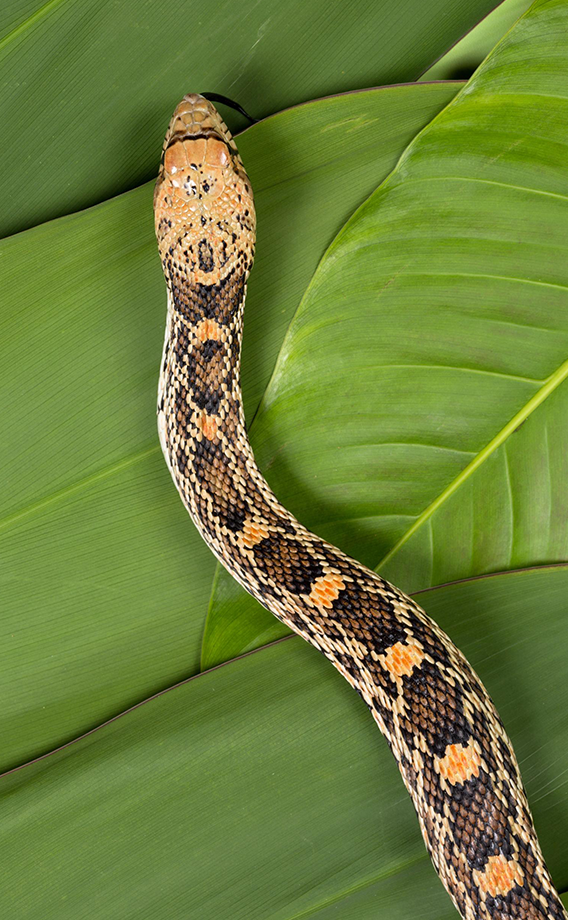 Snake on Leaf