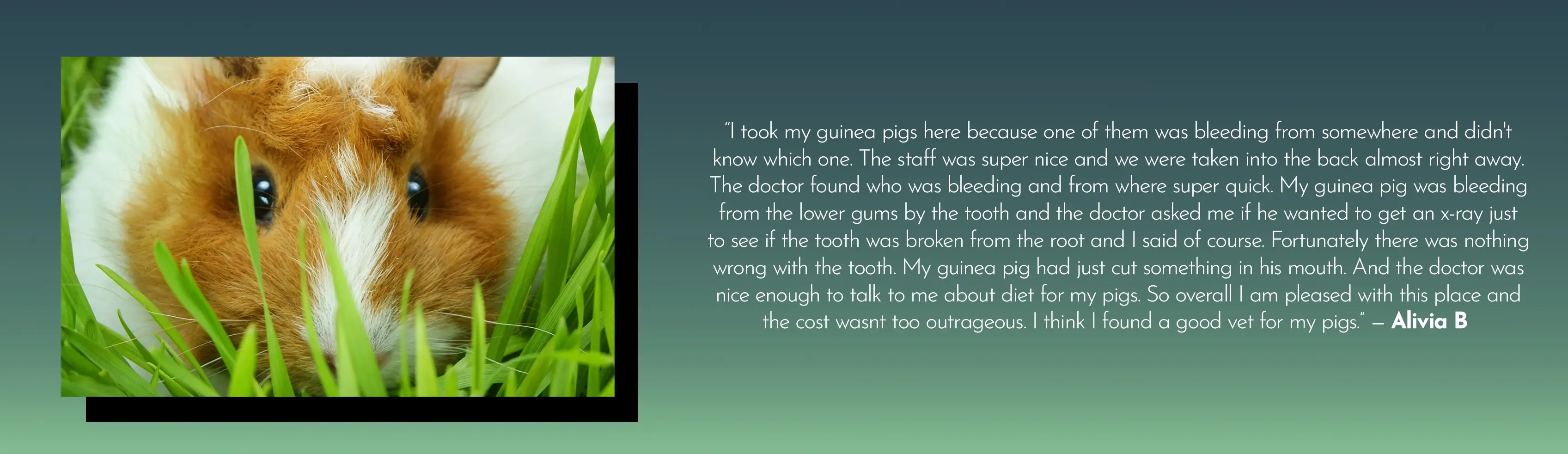 Guinea Pig Testimonial