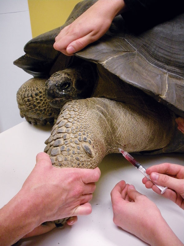 A chelonian patient secured and prepared for a computed tomography (CT) scan.