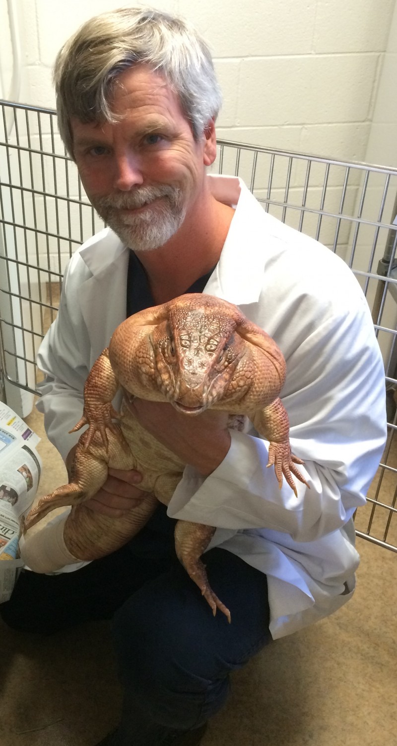    Thomas H. Boyer, DVM, DABVP (Reptile and Amphibian Practice), Veterinary Specialist