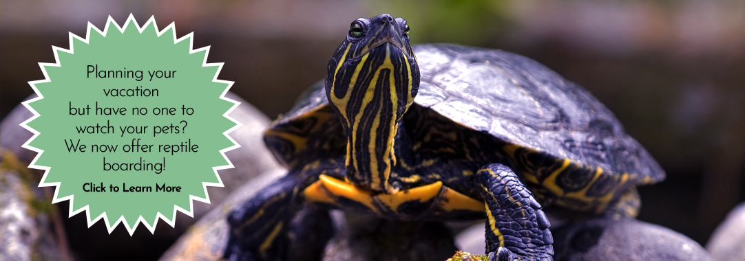 Planning your vacation but have no one to watch your pets? We now offer reptile boarding! Click to learn more.