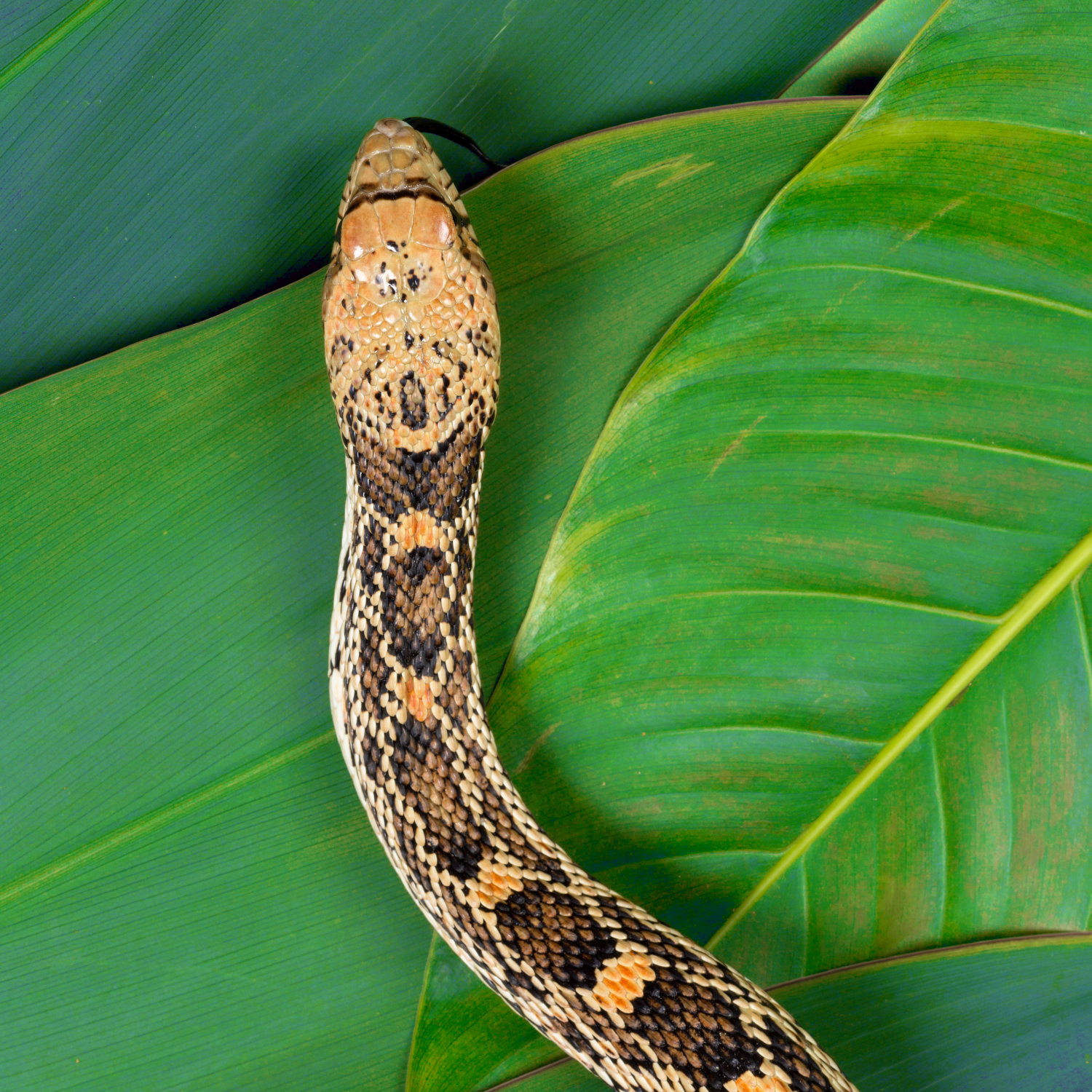 Image of a snake on a leaf Image of a snake on a leaf